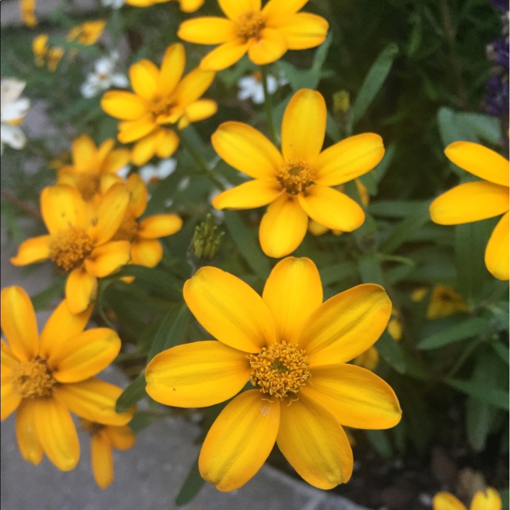 Meet your Posher, Maggie