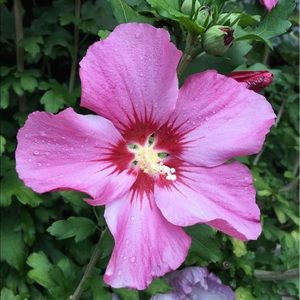 Meet your Posher, Lan