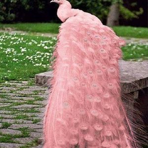 Meet your Posher, Robin