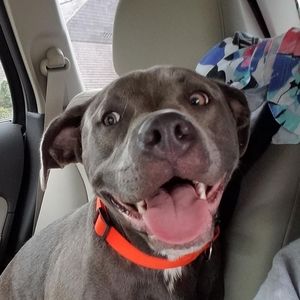 Meet your Posher, Hazel