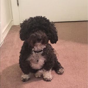 Meet your Posher, Syd