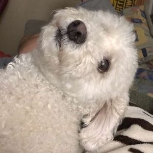 Meet your Posher, Riley