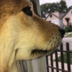 Meet your Posher, Jocelyn