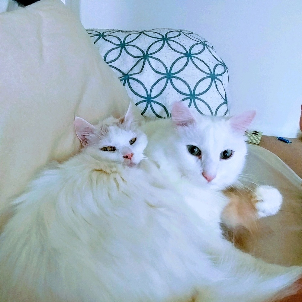 Meet your Posher, Kelsey