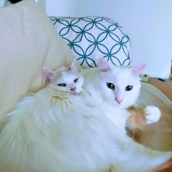 Meet your Posher, Kelsey - Picture 1 of 1