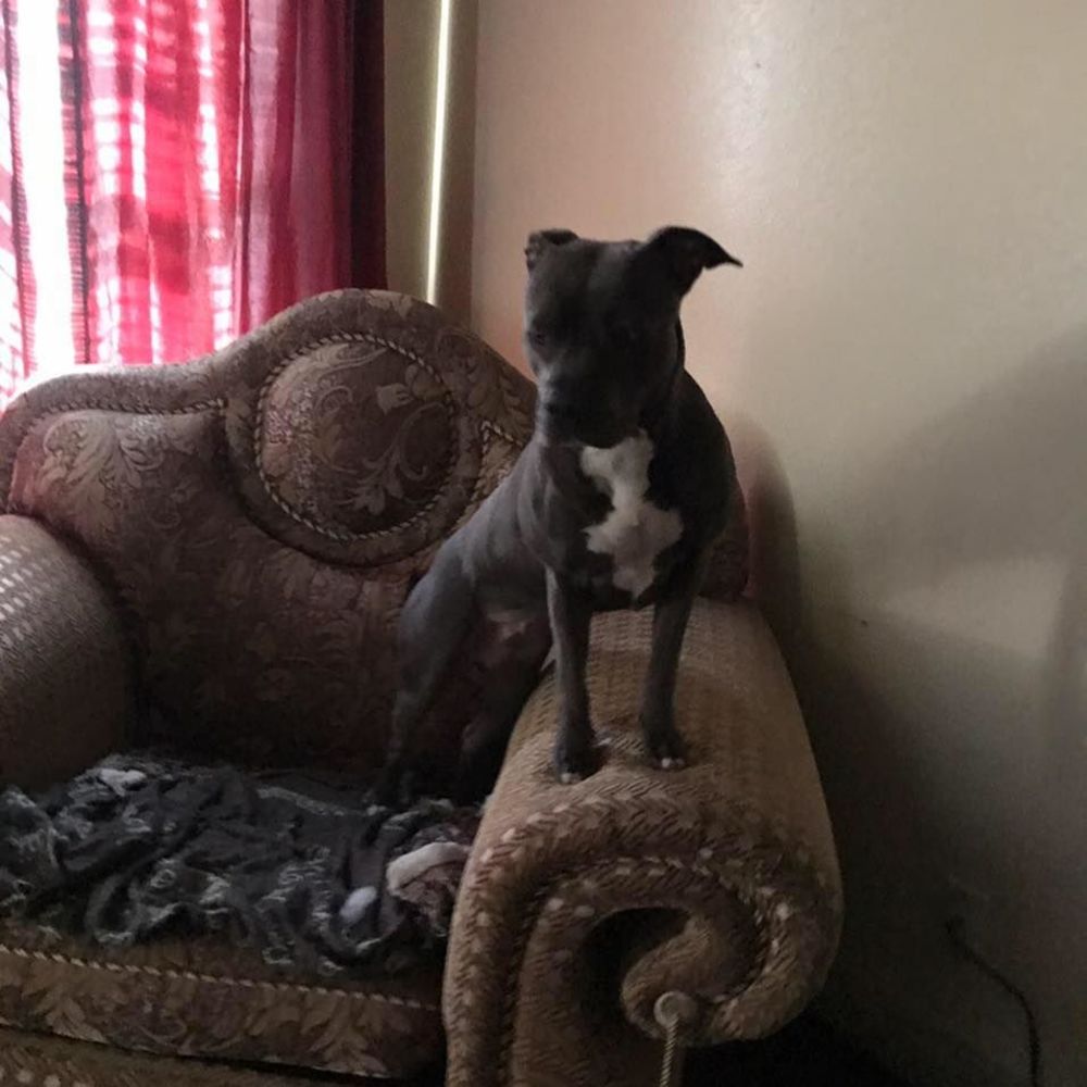 Meet your Posher, Darwin