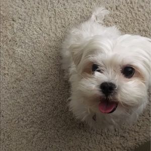 Meet your Posher, Holly