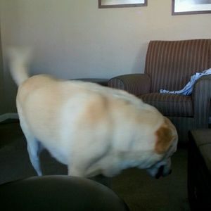 Meet your Posher, Monica