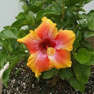 Meet your Posher, Rachael