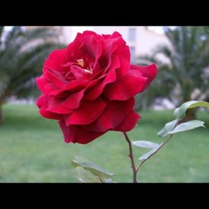 Meet your Posher, Danay