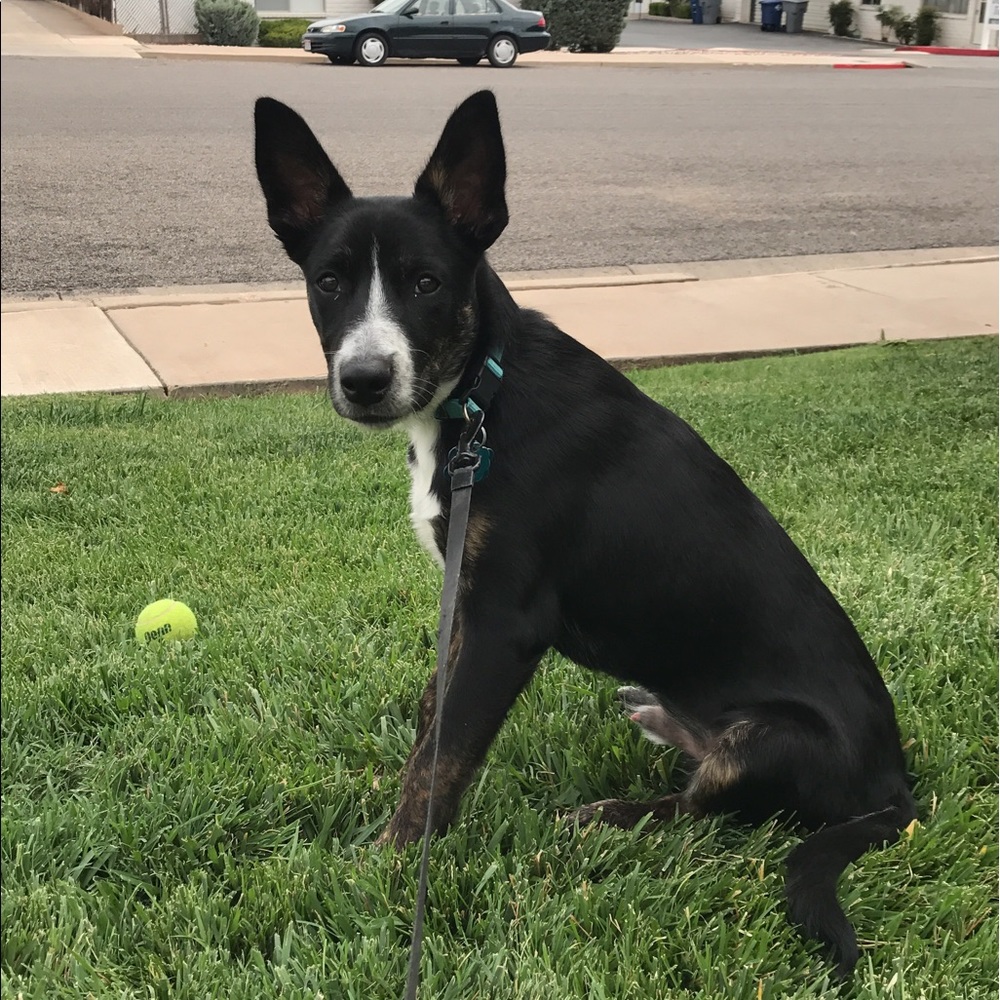 Meet your Posher, Lindsey