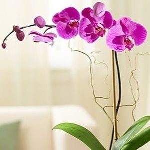 Meet your Posher, Andrene