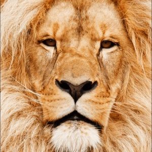 Meet your Posher, Bradley