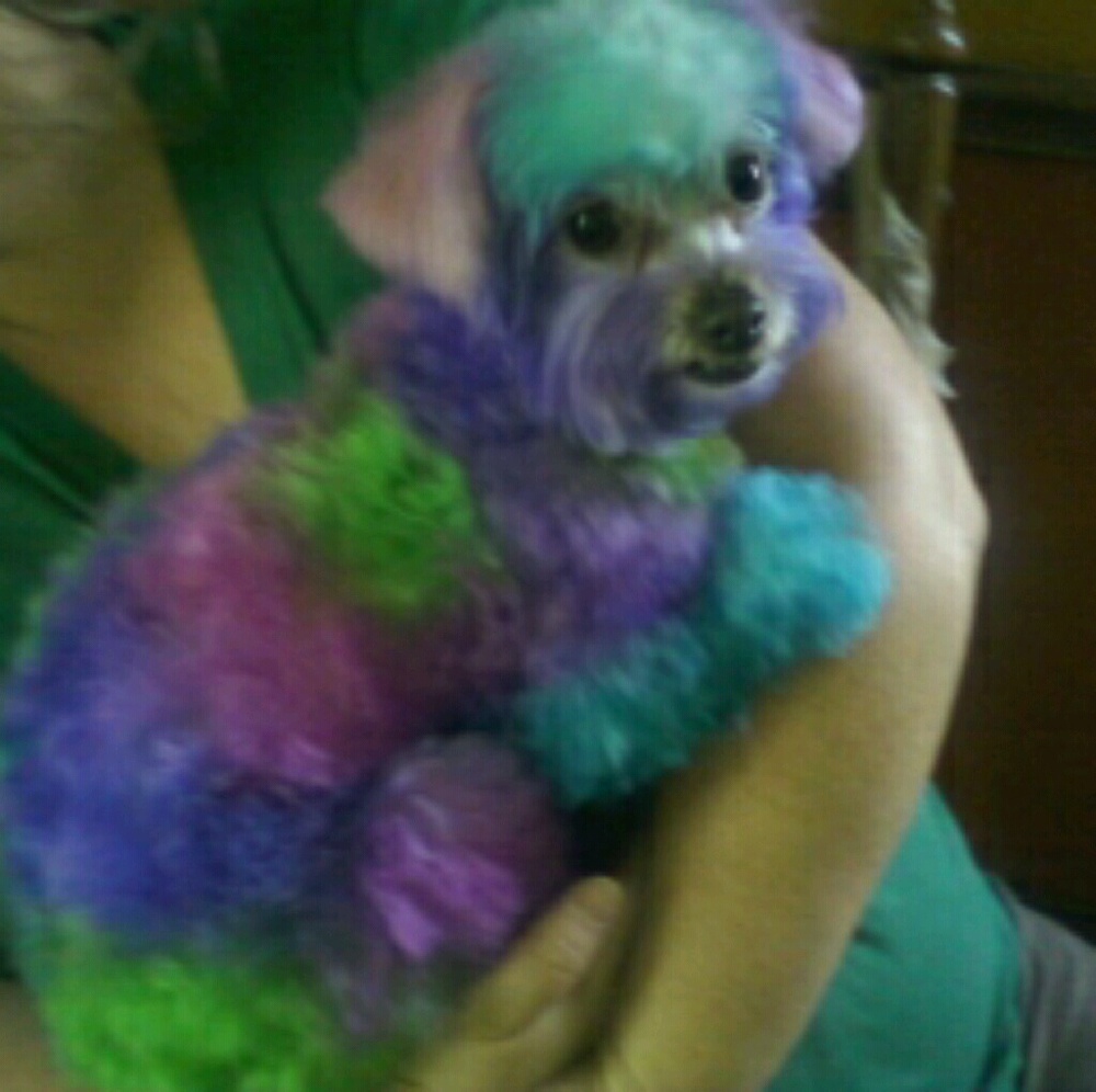 Meet your Posher, Tricia