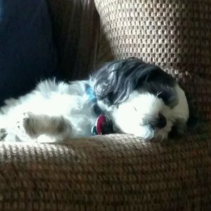 Meet your Posher, Heidi