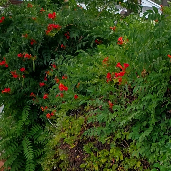 Meet your Posher, Tera - Picture 1 of 1