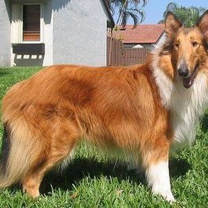 Meet your Posher, Cros