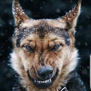 Meet your Posher, Trevor