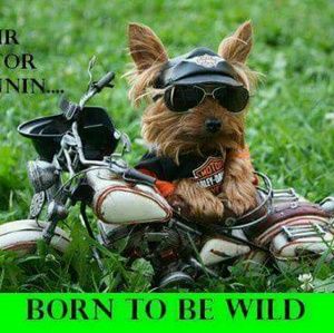 Meet your Posher, Maria