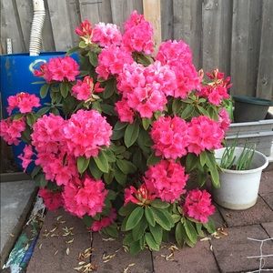 Meet your Posher, Trina