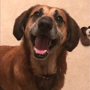 Meet your Posher, Missy