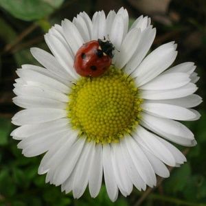 Meet your Posher, Allan