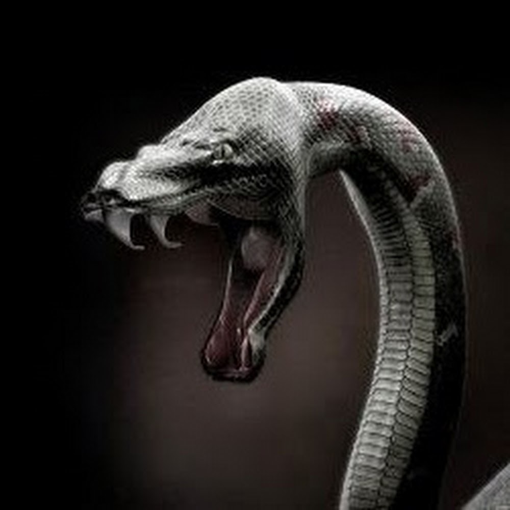 Meet your Posher, Nikiton