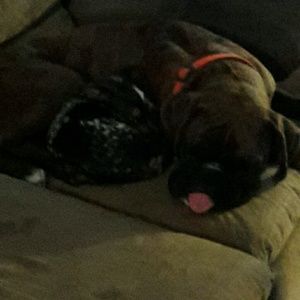 Meet your Posher, Dawn