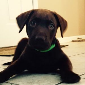 Meet your Posher, Cameron