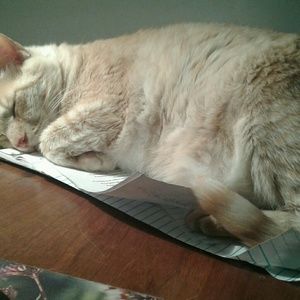 Meet your Posher, Kerri