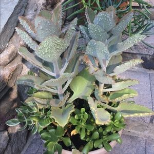 Meet your Posher, Damaris