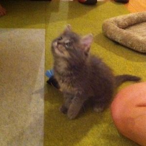 Meet your Posher, Tiffany