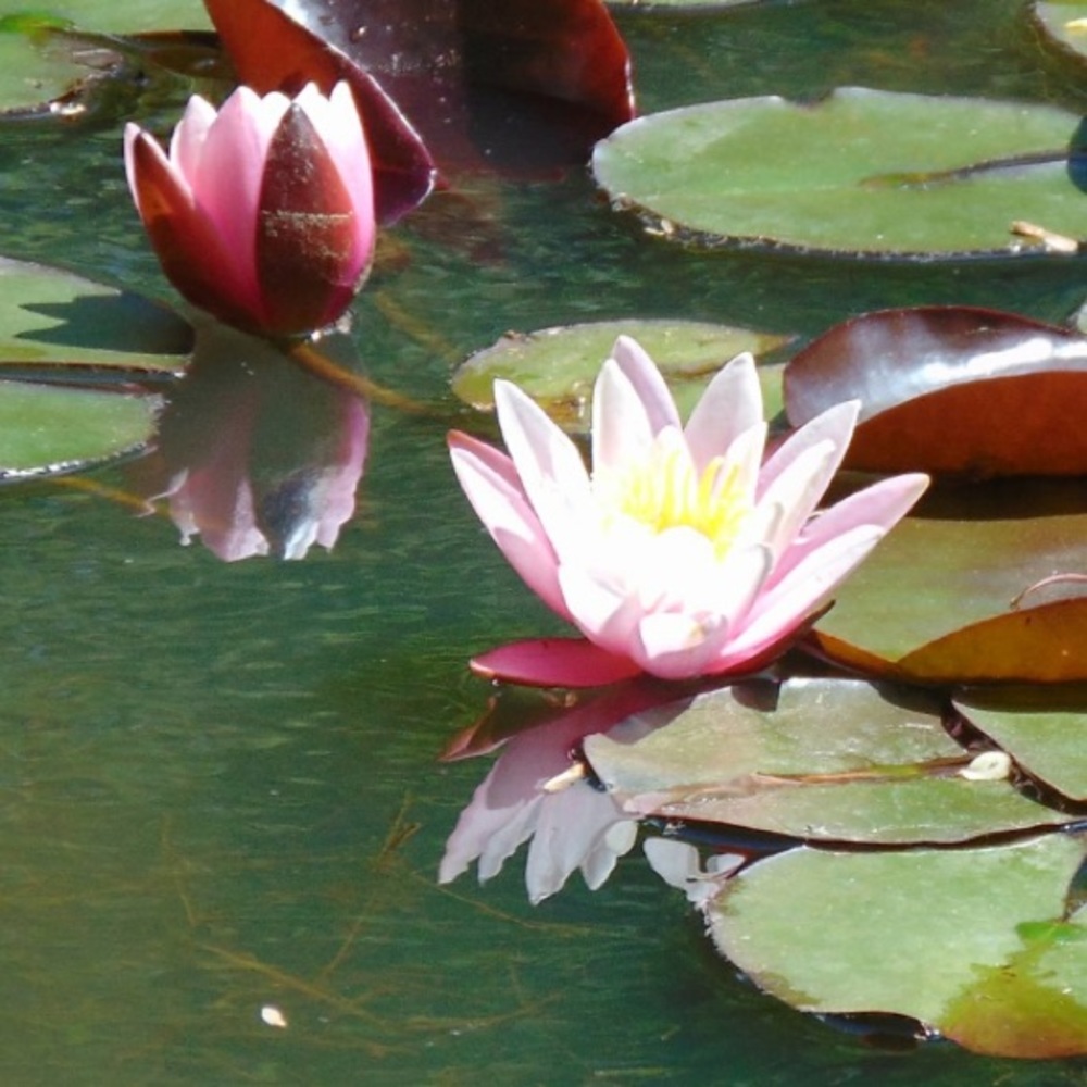 Meet your Posher, Jennifer