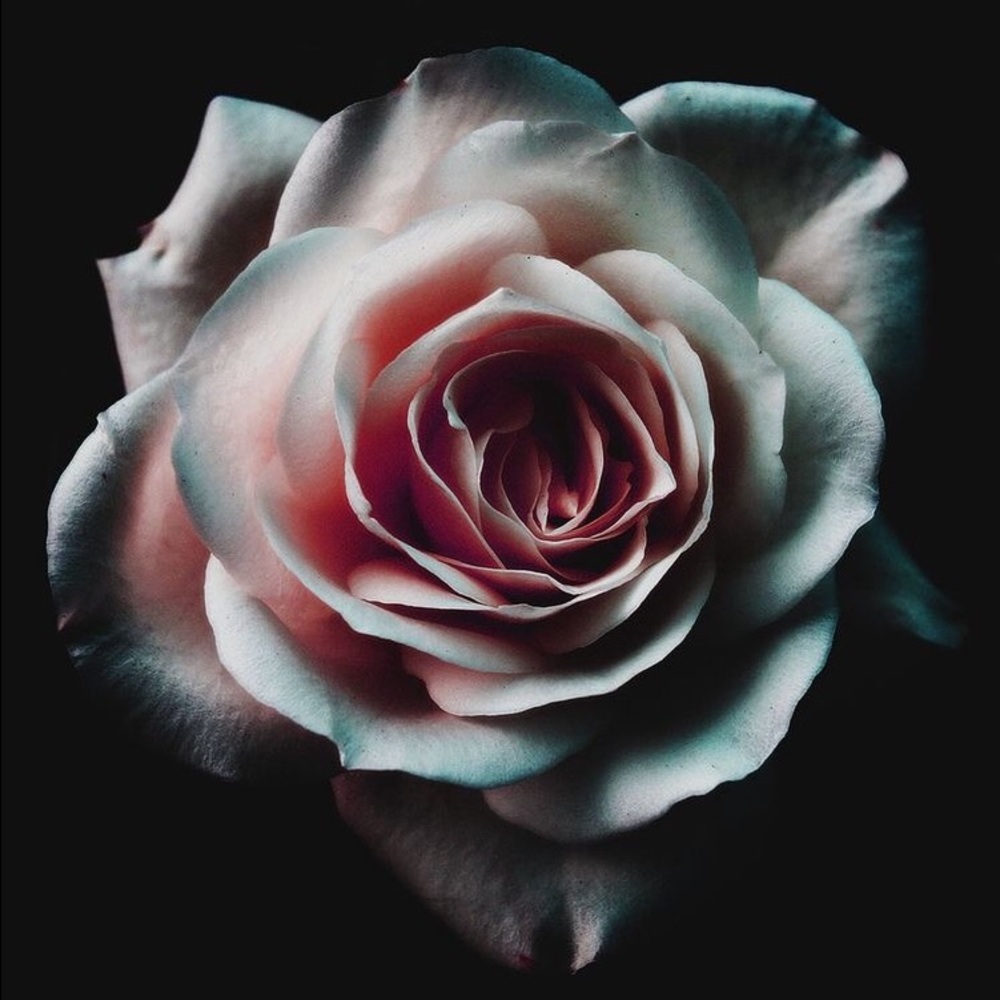 Meet your Posher, Giselle