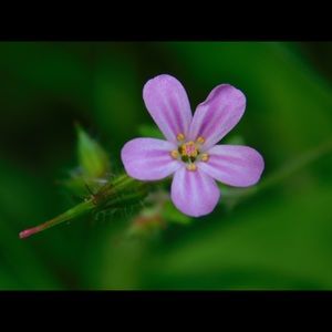 Meet your Posher, Ryanna