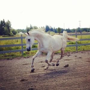 Meet your Posher, Julie