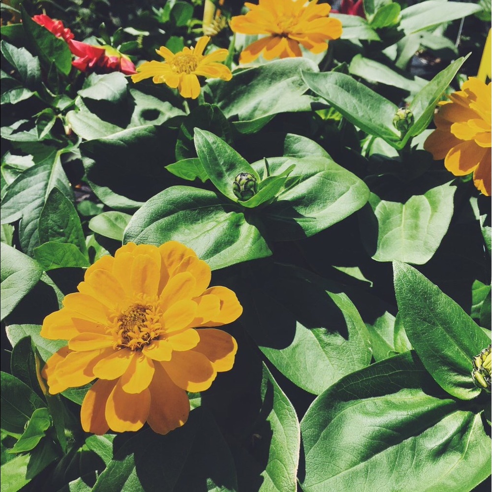 Meet your Posher, Anna