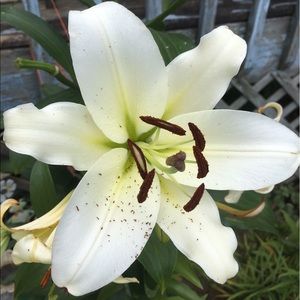 Meet your Posher, Mollie