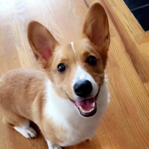 Meet your Posher, Thomas