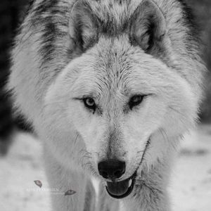 Meet your Posher, Sherry