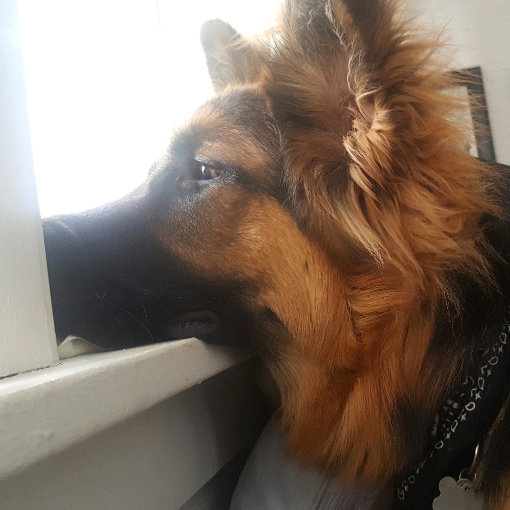 Meet your Posher, Savannah