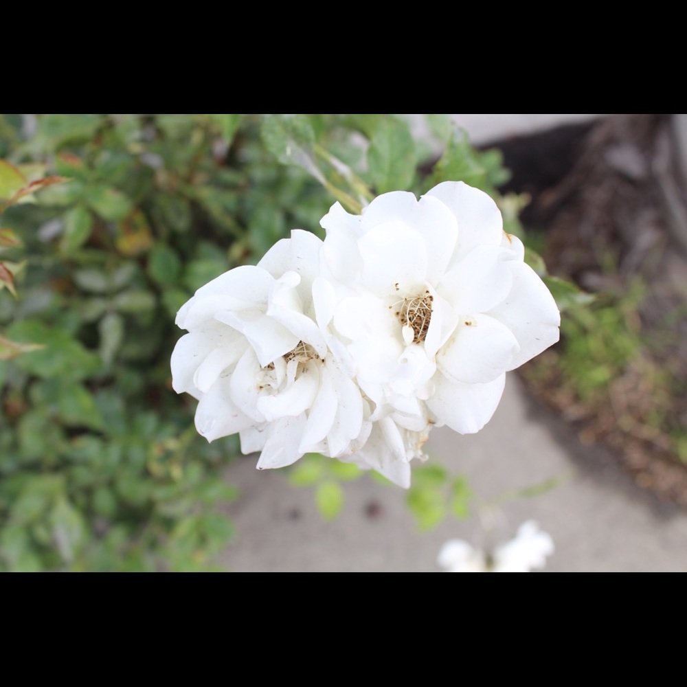 Meet your Posher, Melina