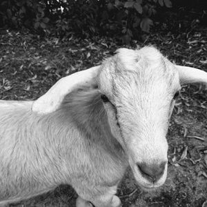 Meet your Posher, Cortney