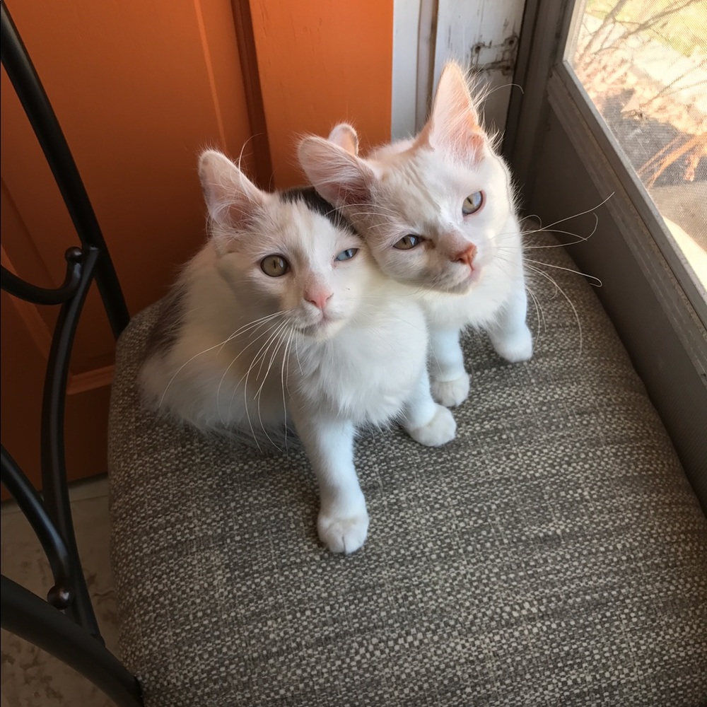 Meet your Posher, Carly