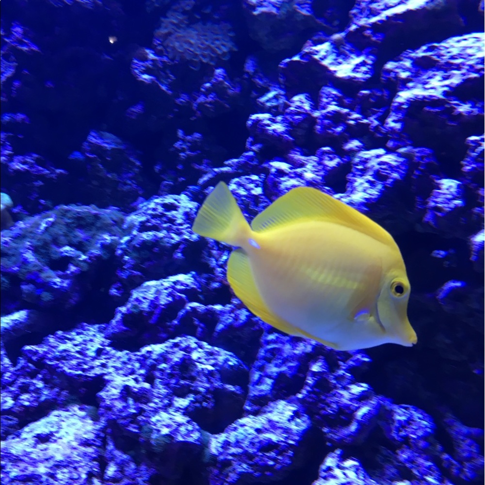 Meet your Posher, Ashley