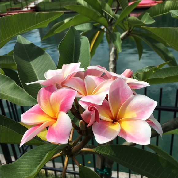 Meet your Posher, Patricia - Picture 1 of 1