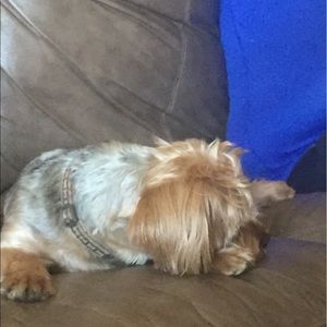 Meet your Posher, Sasha