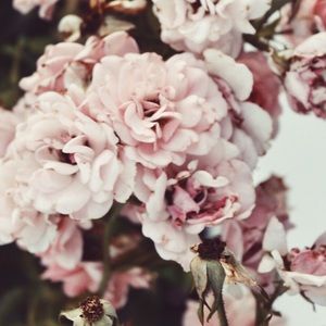 Meet your Posher, Renee