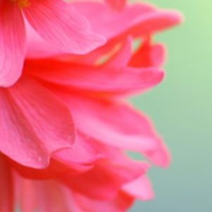 Meet your Posher, Deann