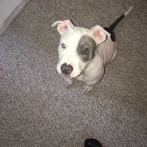 Meet your Posher, Alexander